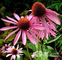 Echinacea purpurea