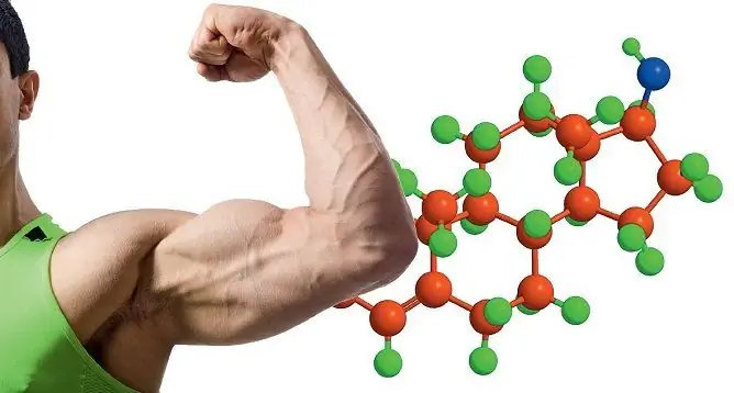 Testosteron - Hvad Er Det, Hvorfor Hormonet Er Så Vigtigt For Mænd