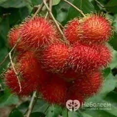 Rambutan em um galho