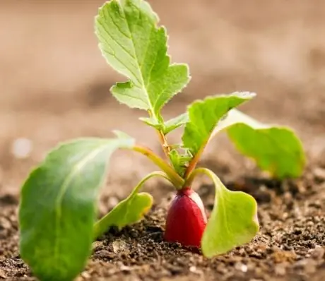 Roter Rettich - Kaloriengehalt, Nützliche Eigenschaften, Nährwert, Vitamine