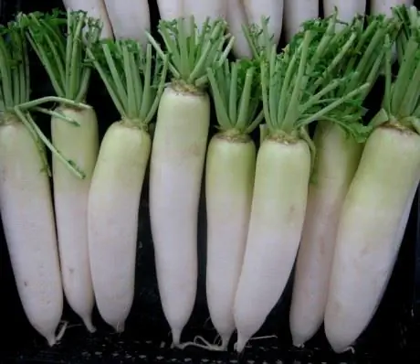 Margelan Radish - Calorie Content, Useful Properties, Nutritional Value, Vitamins