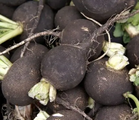 Rabanete Preto - Conteúdo Calórico, Propriedades úteis, Valor Nutricional, Vitaminas