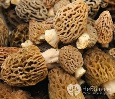 Morels