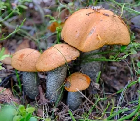 Boletus - Sammensetning, Applikasjon, Kontraindikasjoner, Kaloriinnhold, Vitaminer