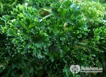 Parsley For Weight Loss - Effectiveness And Reviews