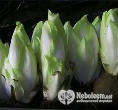 Chicory Untuk Menurunkan Berat Badan - Ulasan, Manfaat, Resep