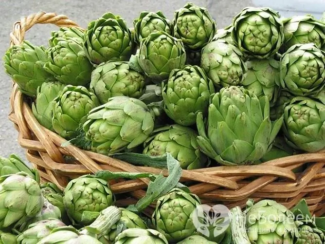 Artichoke is an indispensable product for diabetics, as it contains a large amount of inulin