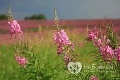 Fireweed rahvameditsiinis