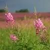 Fireweed V Ljudski Medicini