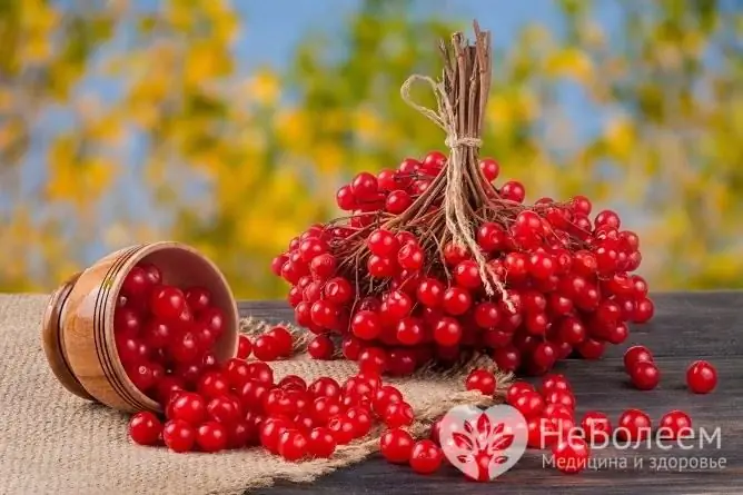 A infusão de frutas Viburnum é um remédio suave para reduzir a pressão arterial