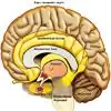 Treatment Of Pituitary Adenoma