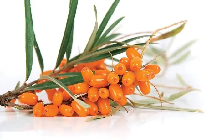 Lilin Seabuckthorn Untuk Wasir: Ulasan, Cara Menggunakan Untuk Pengobatan