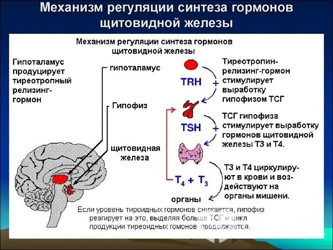 Gli ormoni tiroidei sono tra i principali regolatori del metabolismo