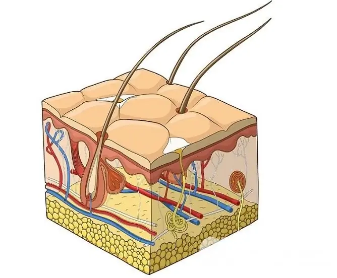 The process of thermoregulation is due to the sweat glands