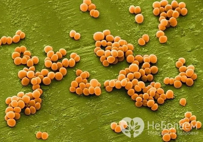 L'azithromycine est active contre de nombreuses bactéries, dont Staphylococcus aureus