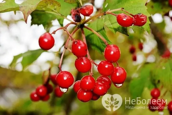 A viburnum főzetének elkészítéséhez vegyen érett bogyókat