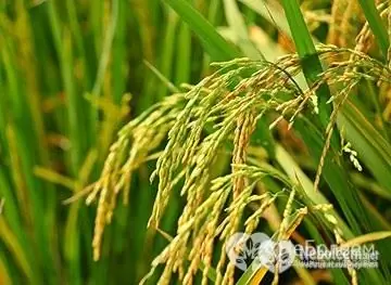 Tecnología de limpieza corporal tibetana con arroz