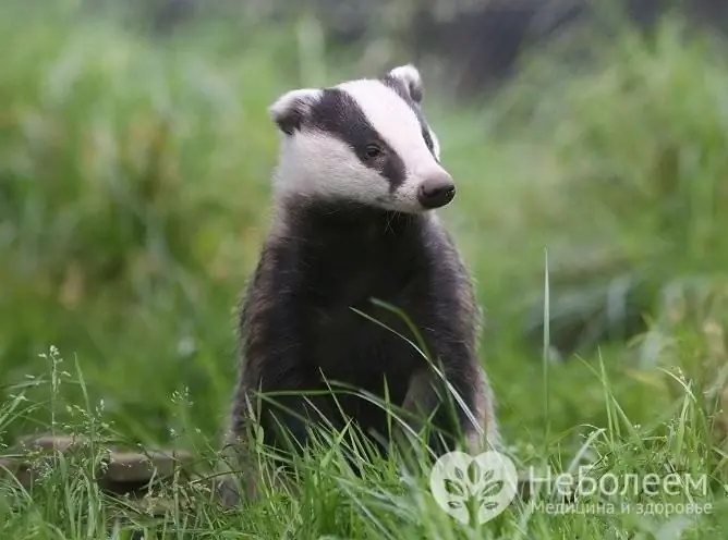 Badger fat je populární lidový lék, badger fat, který se používá interně i externě