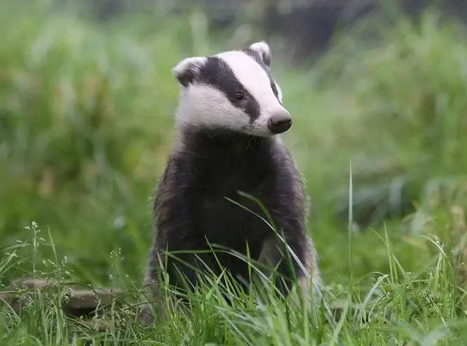 Badger Tuk Na Kašeľ: Spôsob Použitia Pre Deti A Dospelých, Recenzie