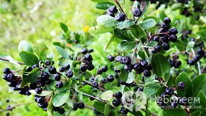 Aronia on suosittu koristekasvi