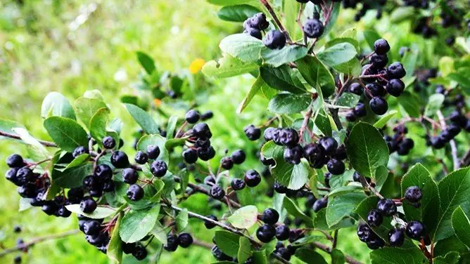 Aronia Lisää Tai Laskee Verenpainetta: Miten Ottaa