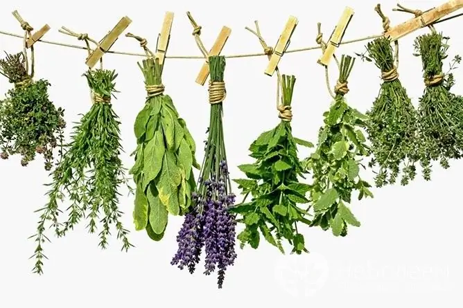 Often, with hypotension, the use of medicinal herbs is more preferable than drug therapy