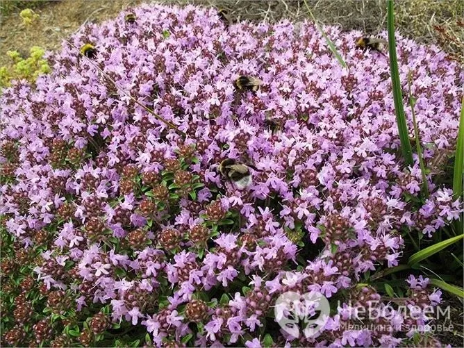 Thyme is one of the herbs that has the ability to raise blood pressure