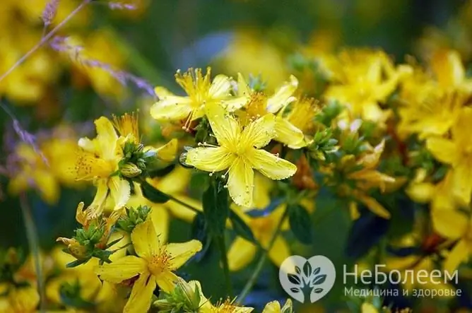 It is undesirable to combine reception of St. John's wort with drug therapy