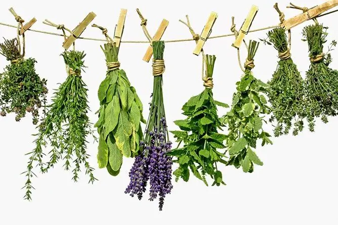 Herbs That Increase Blood Pressure: A List Of Medicinal Plants