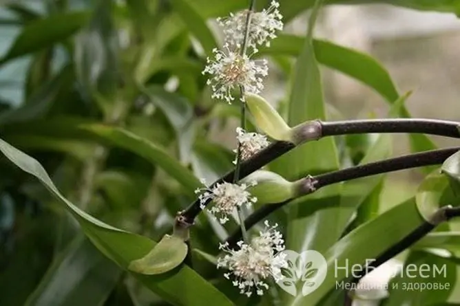 Para la tintura, recolecta flores de un bigote dorado y rellénalas con vodka