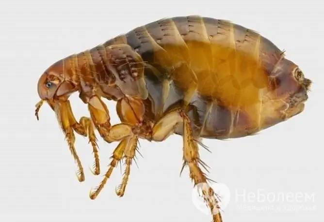 Fleas belonging to the order of bloodsucking are found everywhere