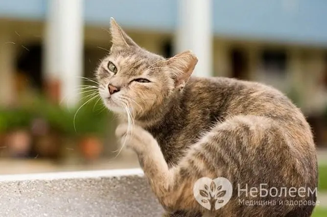 Most often, fleas are brought into the house from the street by cats and dogs