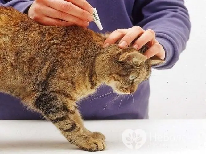 Los medicamentos para pulgas en forma de gotas se aplican al animal en la cruz