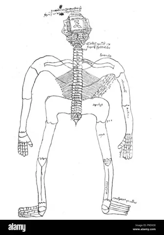 Anatomical And Physiological Features Of Children