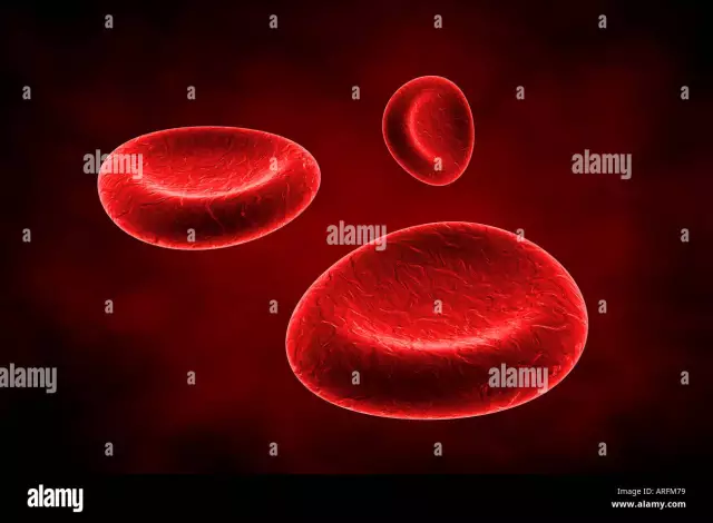 Red Blood Cells During Pregnancy