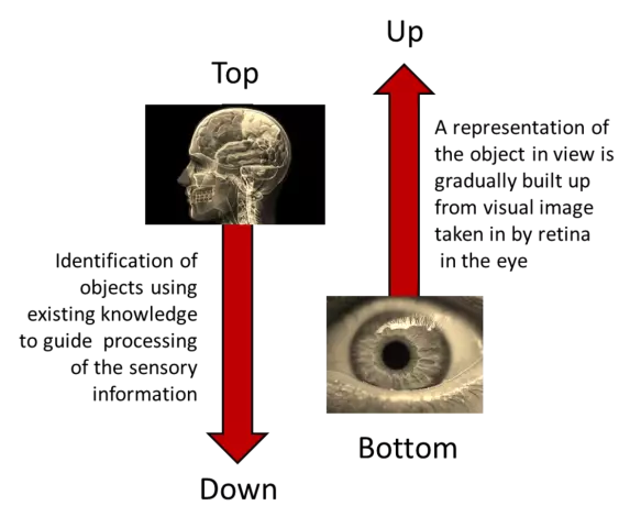 Features Of Perception In Children