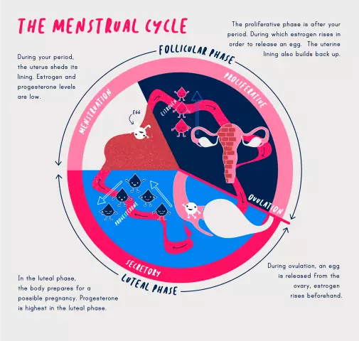 Menstruation When Feeding - Features Of The Cycle, The State Of The Body After Childbirth