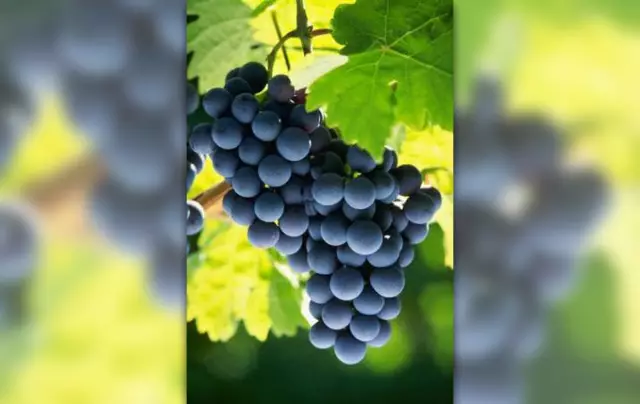 Nutritional Value And Calorie Content Of Grapes, Depending On The Variety