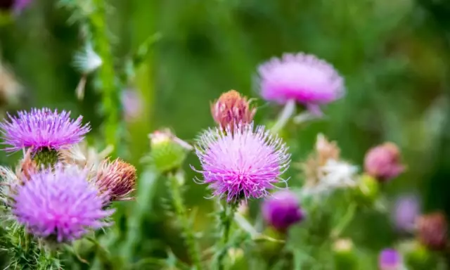 Milk Thistle For Weight Loss - Reviews, Application