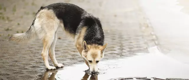 Leptospirosis In Humans - Symptoms, Consequences, Treatment