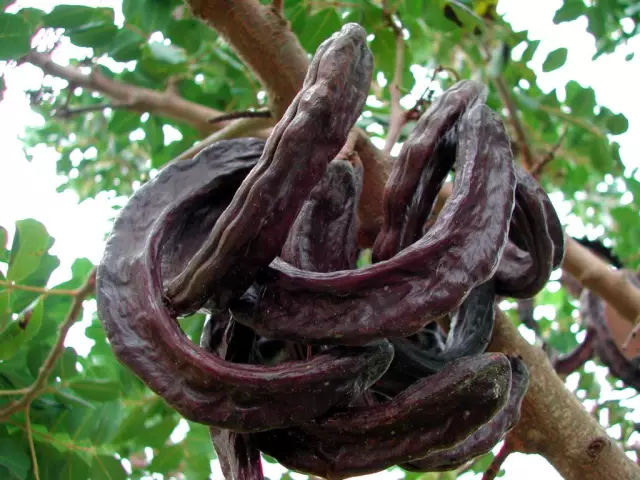 Locust Bean Gum - Harm, Properties, Use