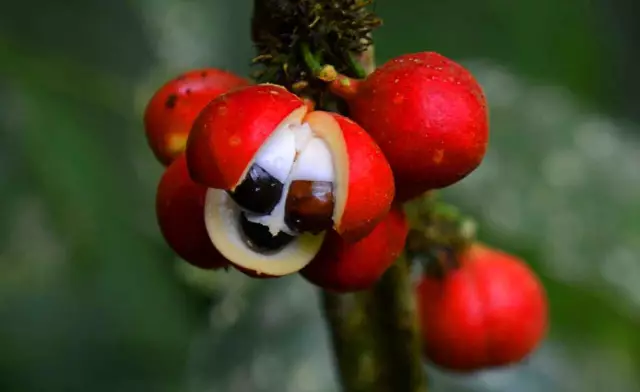 Guarana - Reviews, Properties, Application