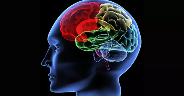 6 Most Common Myths About The Human Brain