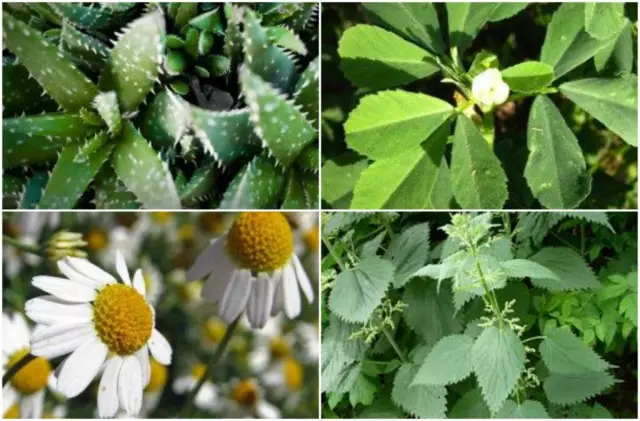 Pharmaceutical Garden: Medicinal Plants That Can Be Grown In The Country