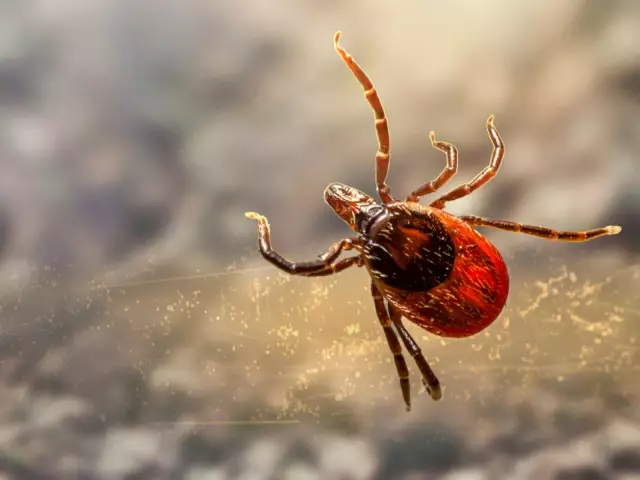 10 Myths About Ticks And Encephalitis