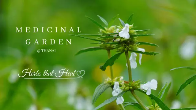 12 Medicinal Plants That Can Be Harmful To Health