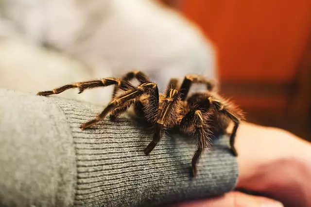 10 Most Common Phobias In The World