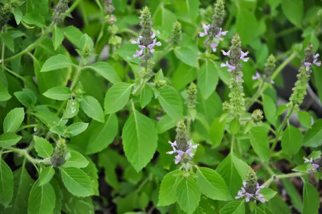 Basil: 6 Healing Properties