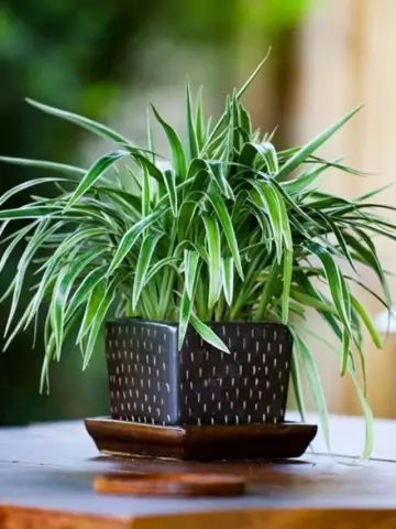 10 Indoor Plants That Purify Indoor Air