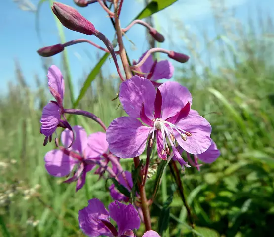 Healing Plant: 12 Healing Properties Of Fireweed